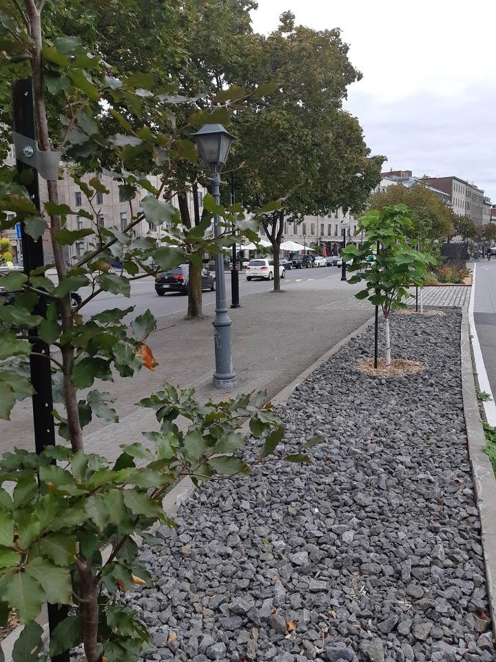 Aménagement paysager en bordure de la piste cyclable Vieux Port de Montréal