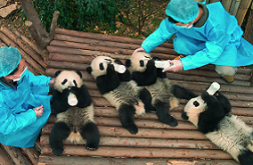 LES PANDAS DÉBARQUENT AU VIEUX-PORT DE MONTRÉAL EN IMAX 3D