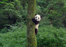 LES PANDAS DÉBARQUENT AU VIEUX-PORT DE MONTRÉAL EN IMAX 3D