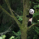 LES PANDAS DÉBARQUENT AU VIEUX-PORT DE MONTRÉAL EN IMAX 3D