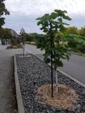 piste cyclable